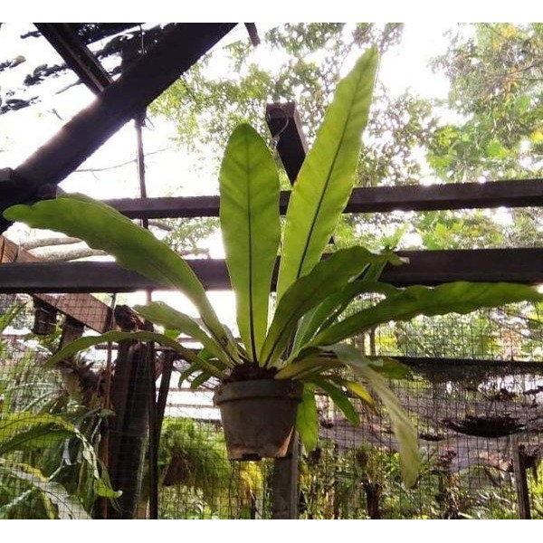 

[Fresh] Tanaman hias Kadaka gantung