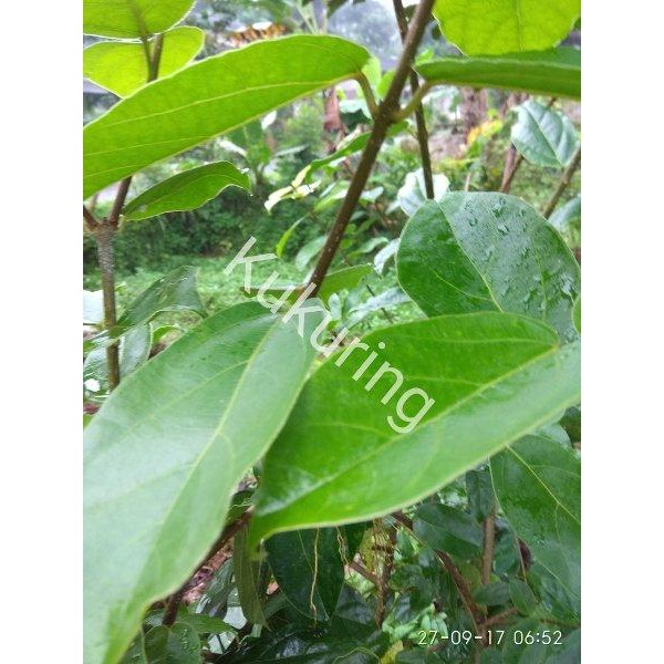 

[Fresh] 1 kg Daun Cincau segar Ready stok Selalu