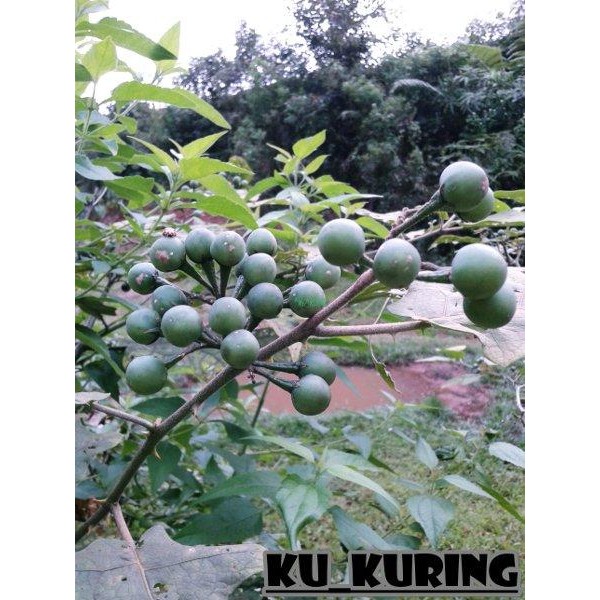 

[Fresh] isi 10 butir BuahTakokak Cepokak Terung Pipit Segar Solanum Torvum