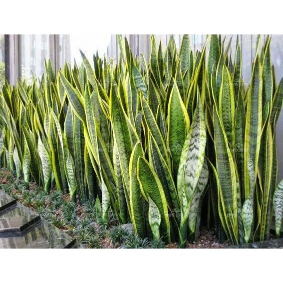 

[Fresh] Lidah Mertua Herbal Bukan Bibit