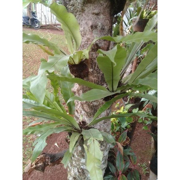 

[Fresh] Pohon Kadaka Tempel daun Lurus