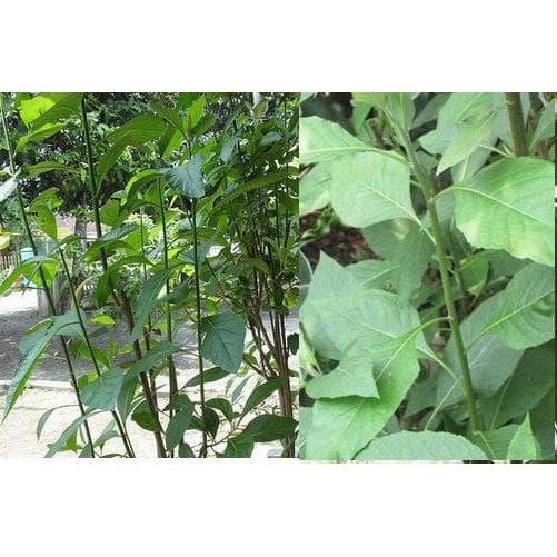 

[Fresh] Bibit Stek Daun Afrika Selatan