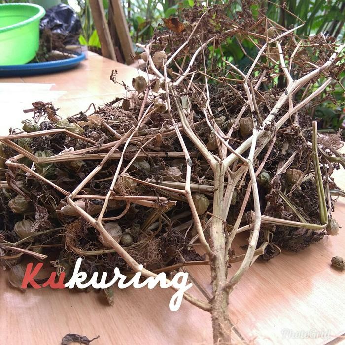 

[Fresh] DAUN CIPLIKAN KERING 100GR CECENET