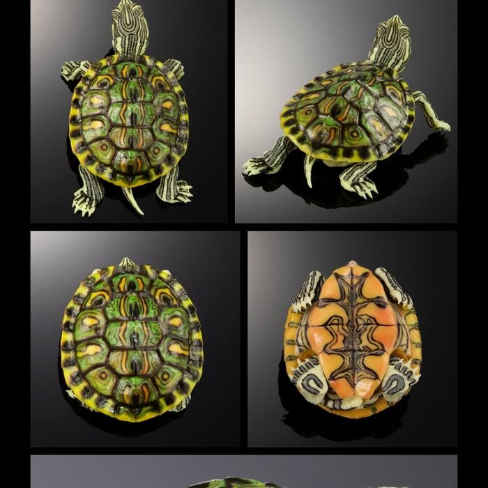 premium ikimono figure Turtle 01 bandai gashapon capsule toy kura brazil - trachemys venusta peacock