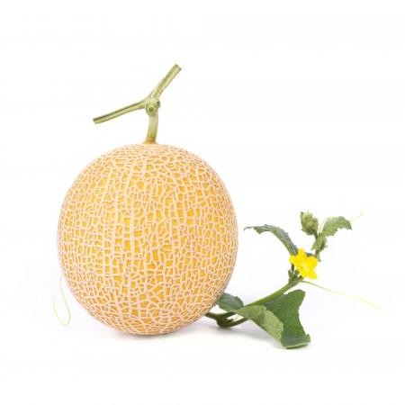 BENIH MELON RZ INTHANON - 100 SEED KEMASAN REPACKING