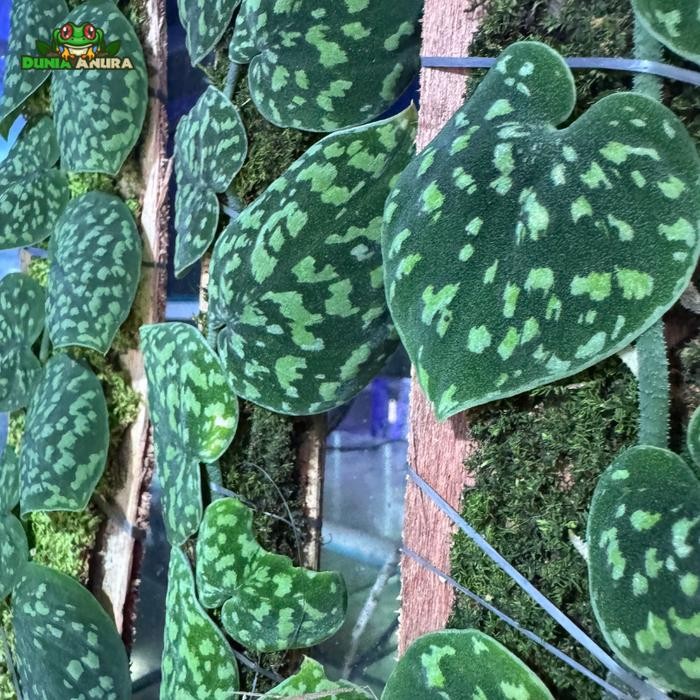 TANAMAN VIVARIUM SCINDAPSUS PICTUS SP YELLOW SPOT - BORNEO