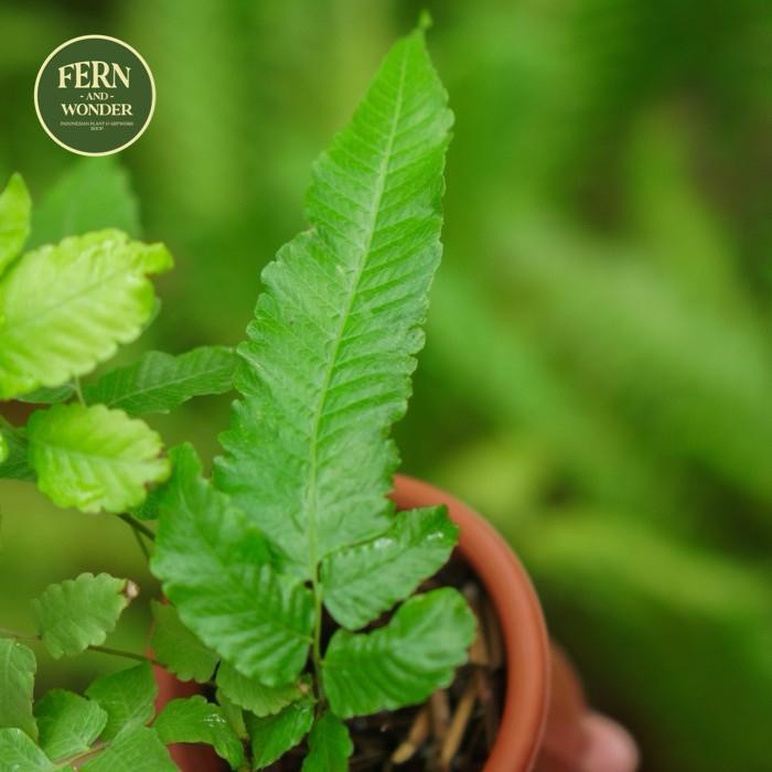 THELYPTERIS ASPERA / PRONEPHRIUM ASPERUM / TANAMAN PAKIS / FERN