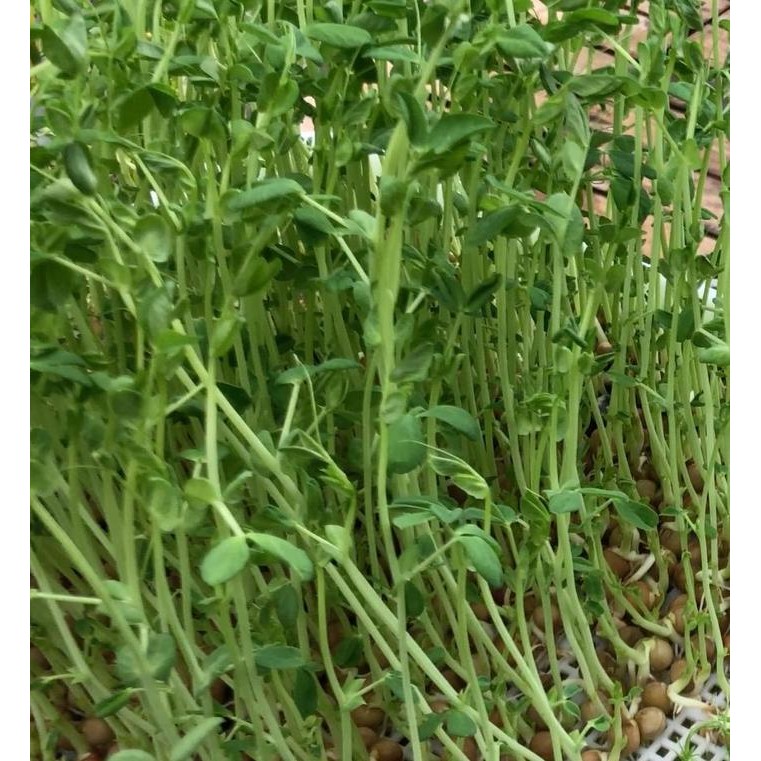 BENIH SNOW PEAS - MICROGREEN