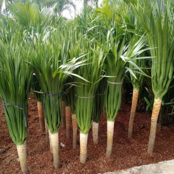 TANAMAN HIAS PANDAN BALI/TANAMAN PANDAN BALI SUPER