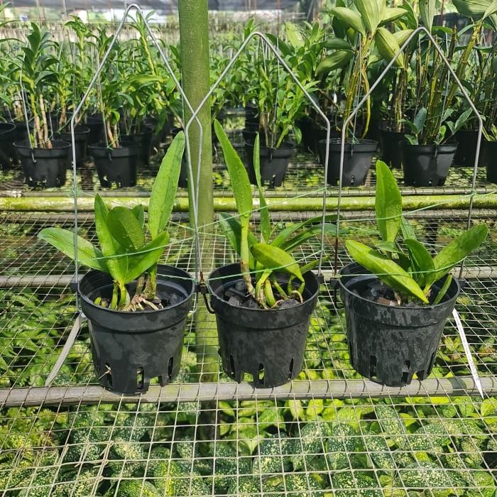 ANGGREK CATTLEYA CARAID MINI QUINEE BLUE