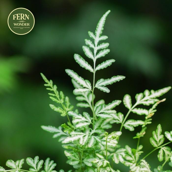 PTERIS ENSIFORMIS / PAKIS / FERN