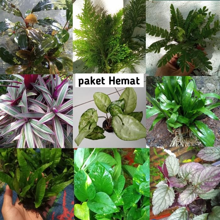paket 18 tanaman Terrarium paludarium
