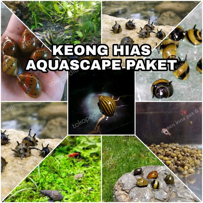 PAKET KEONG HIAS MIX / KEONG AQUASCAPE