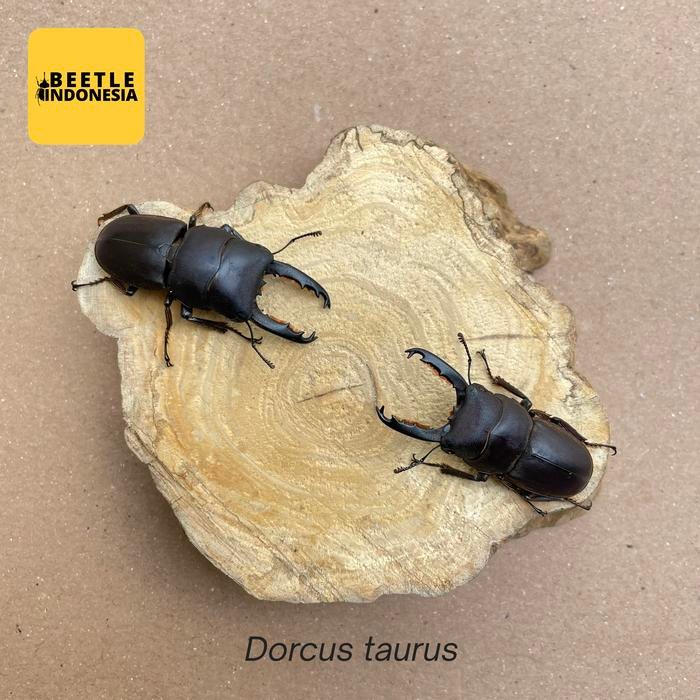 (Allthebest) Peliharaan kumbang capit-Dorcus Taurus-serangga kumbang