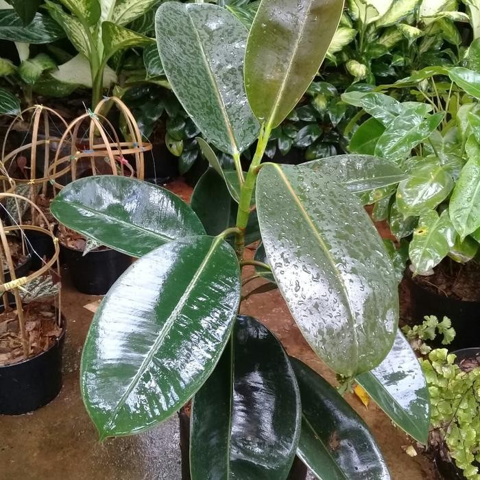 Tanaman Karet Kebo Bibit Karet Kebo Daun Karet Kebo