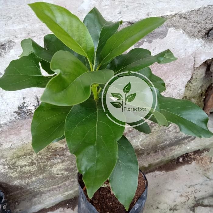 Bibit pohon alpukat miki / Tanaman buah alpukat miki / Alpuket miki