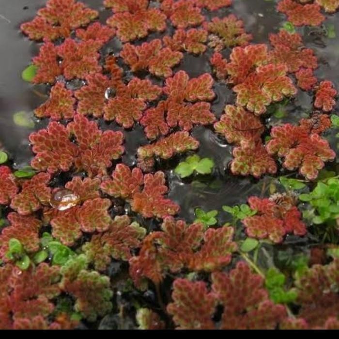red azolla - azolla merah - bibit azolla merah - tanaman aquarium