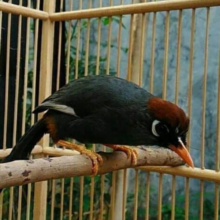 burung poksay mandarin gacor