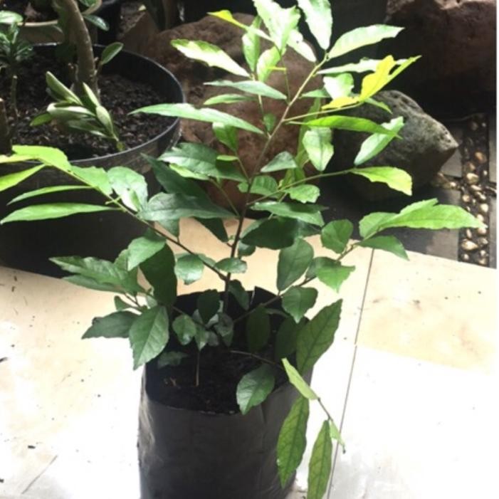 Tanaman Serut Bibit Bonsai