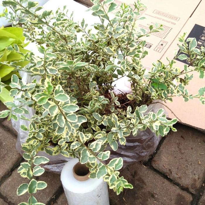 tanaman hias mirten varigata bibit bonsai super