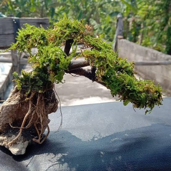 tanaman bonsai miring aquascape-hiasan aquarium-htanaman aquascape