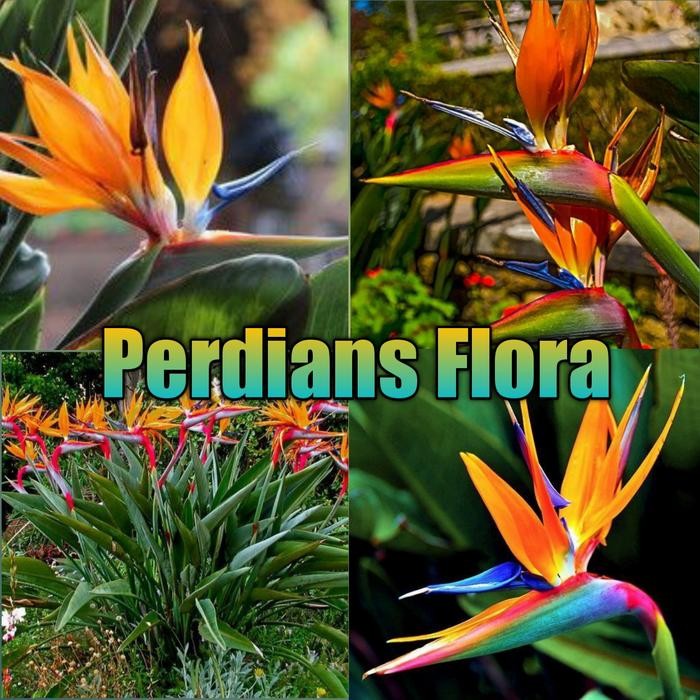 Tanaman Hias Bird'S Of Paradise Heliconia Best Seller