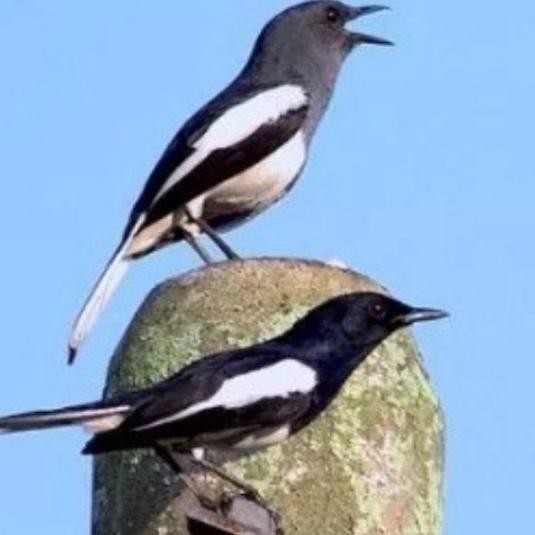 burung kacer sepasang jantan betina