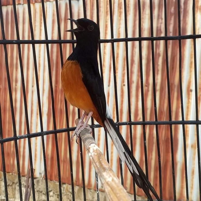 murai medan pastol gacor