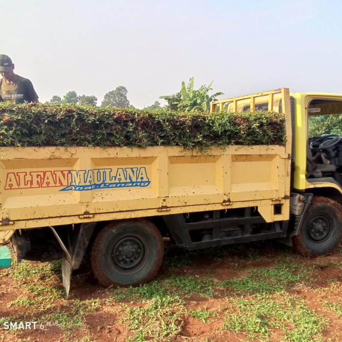 Hot Deal Rumput Gajah Biasa/Paitan Ukuran 1 Engkel 200 Meter Pertukangan