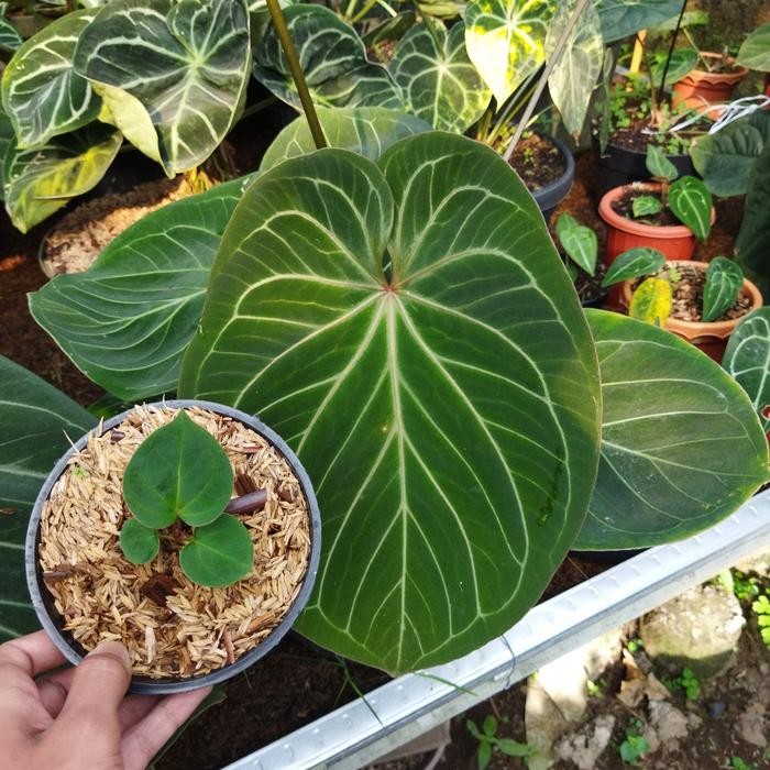 Tanaman Anthurium Kuping Gajah king Of spadesh atau HU size Bibit