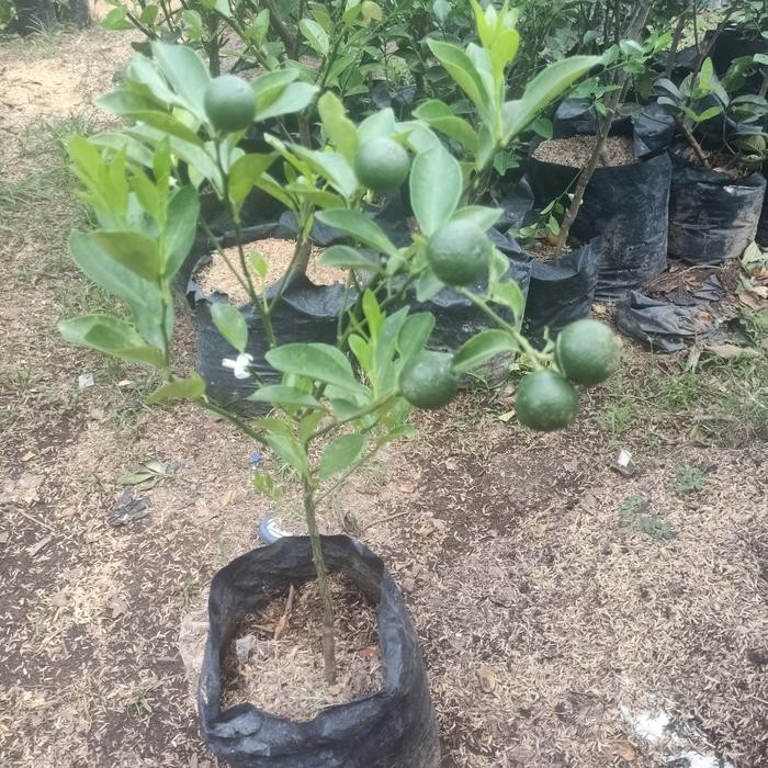 Tanaman buah jeruk sonkit sudah berbuah