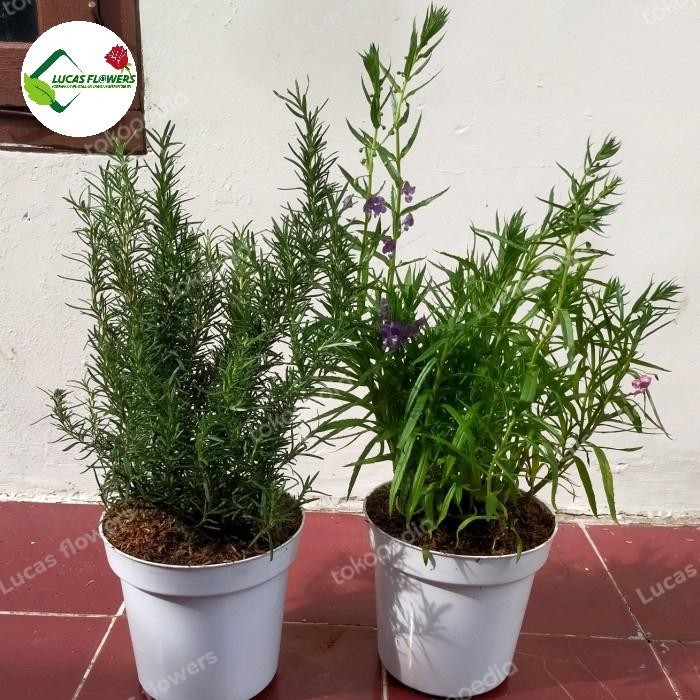 paket 2 tanaman hias lavender - Rosemary besar rimbun