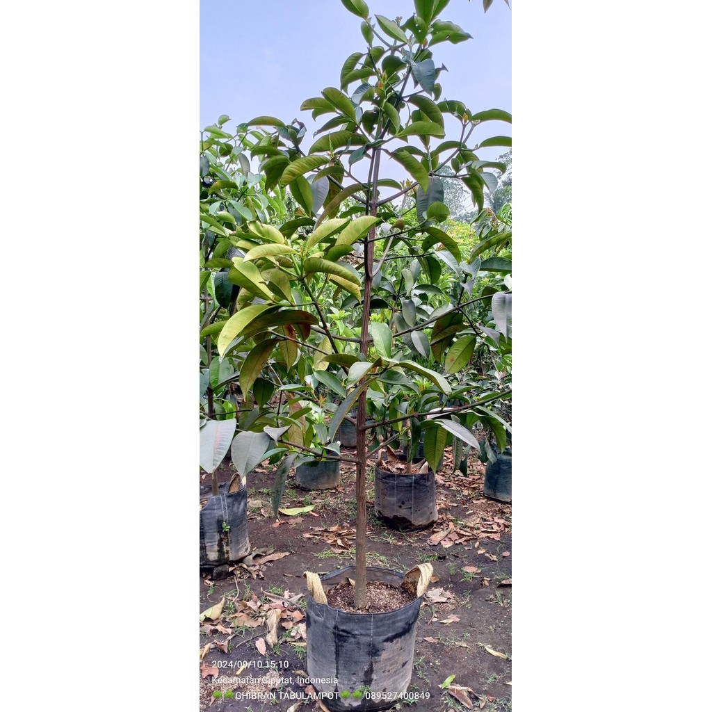 pohon manggis 2m / pohon manggis siap berbuah