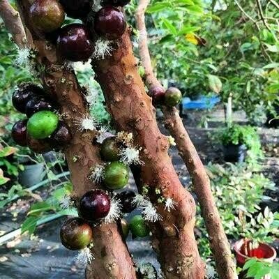 Tanaman Anggur Brazil Jaboticaba Sabara Hasil Stek dewasa