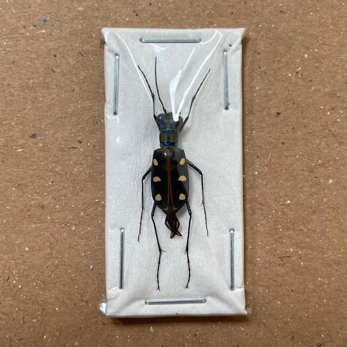 (Allthebest) awetan serangga unik indonesia kumbang, taxidermy insect,