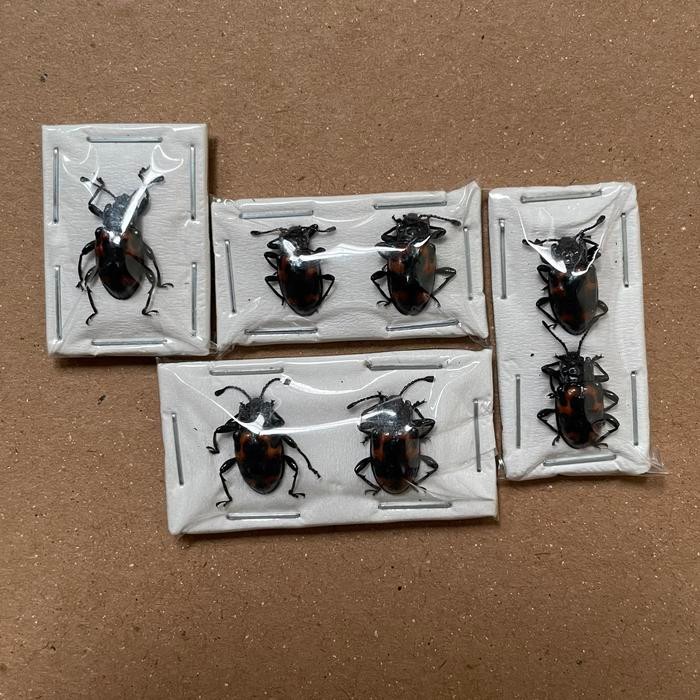 (Expert) awetan serangga unik indonesia kumbang, taxidermy insect,