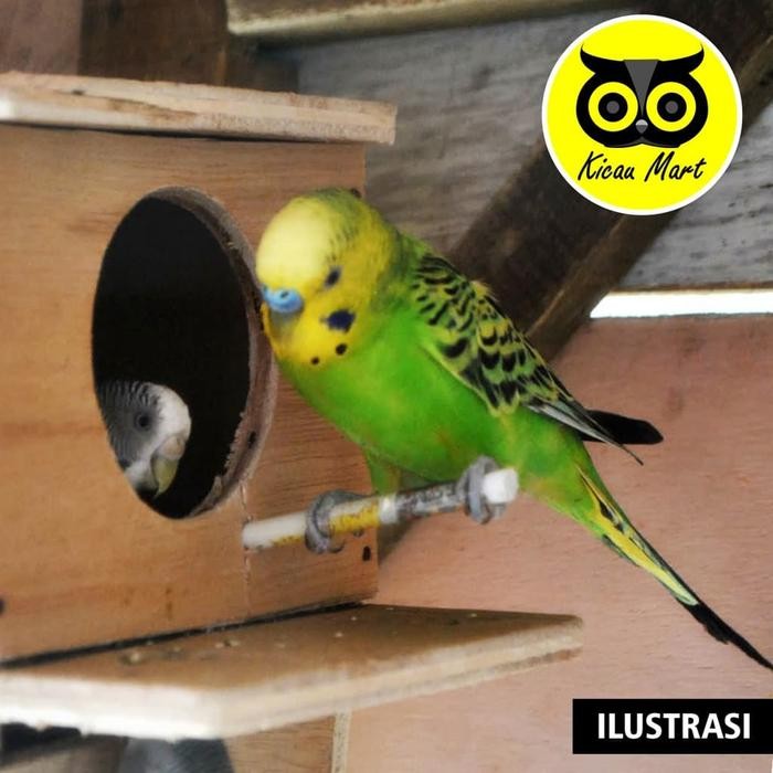 GLODOK PARKIT KAYU GELODOK SARANG TERNAK BURUNG LOVE BIRD KENARI GLPRK