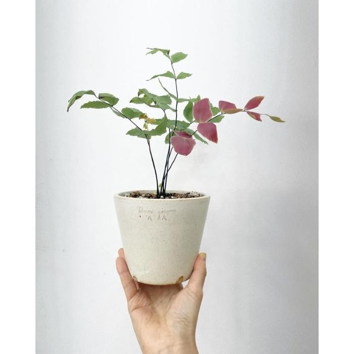 bunga Suplir kupu kupu / pakis Suplir pink / Adiantum macrophyllum