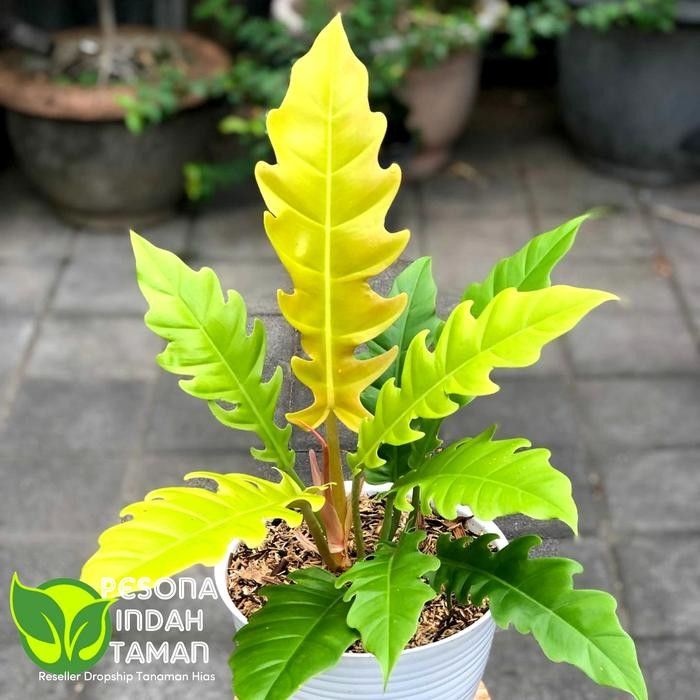 Tanaman hias philodendron golden saw - tanaman hias Philo golden shaw