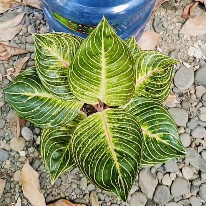 Tanaman hias aglonema esmeralda golden realpict