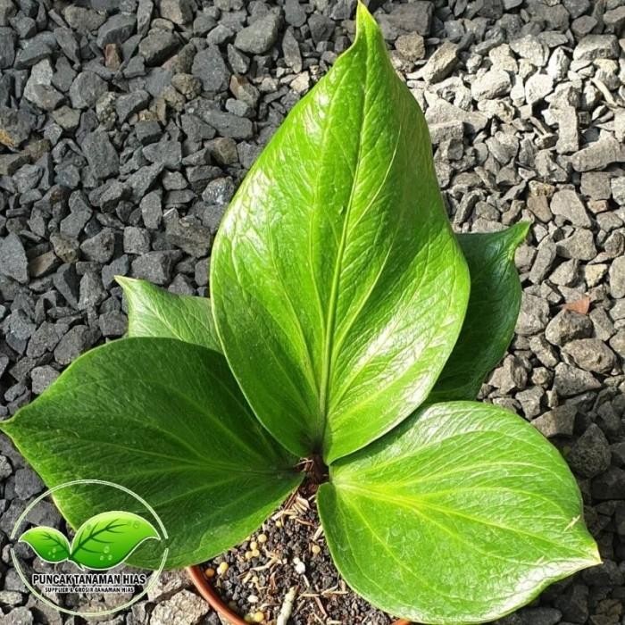 Anthurium jemani cobra catalog - Jemani cobra catalog