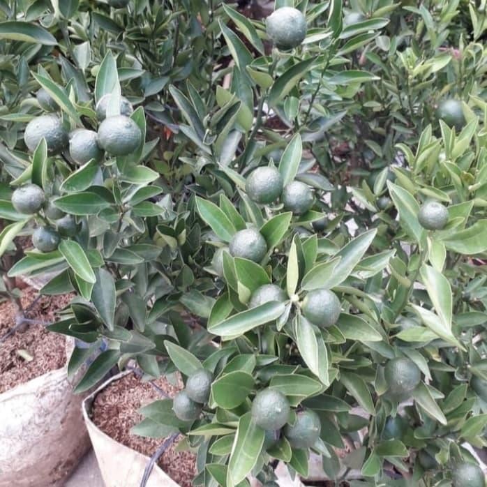 Tanaman Buah Jeruk Santang Madu Hijau Besar Sudah Ada Buahnya