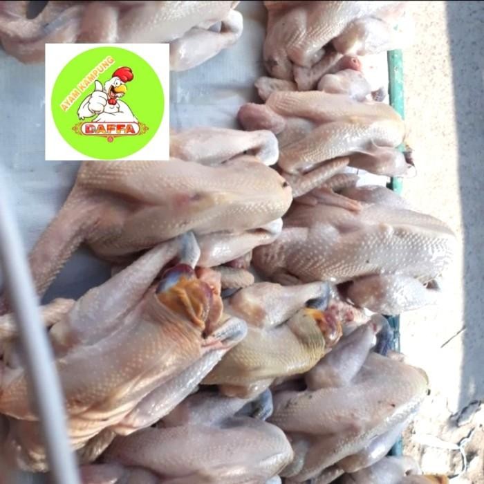 

(Expert) Ayam Kampung Fresh ukuran 500 - 600 gram
