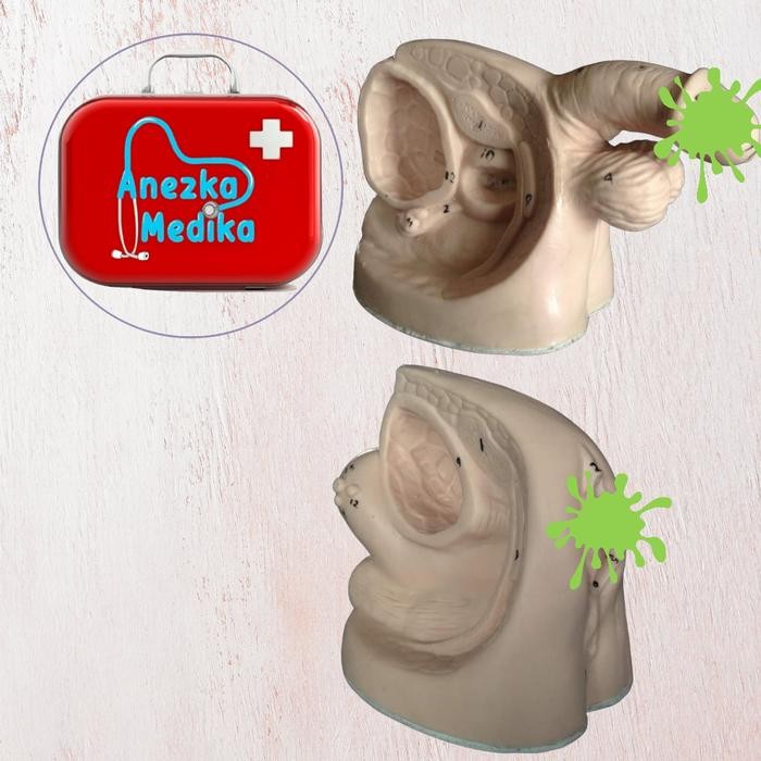 Hot Sale Phantom Manekin Cateter Pria Wanita