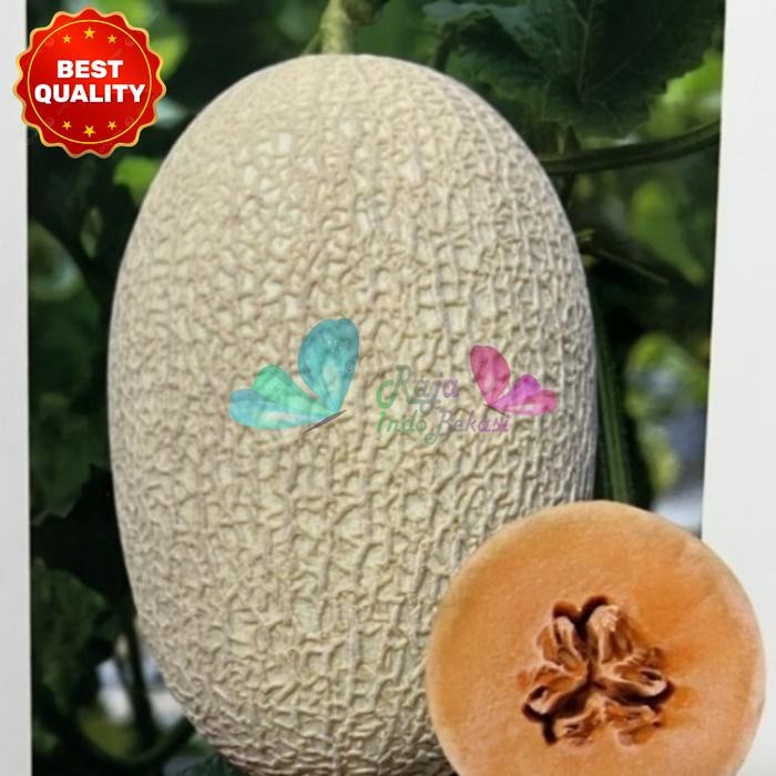 Raja Indo Benih F1 Melon Jewelery Skin Net Repack 10 50 100 Biji Melon Sweet Net