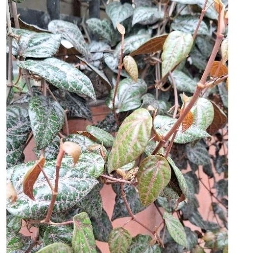 

Daun Sirih Merah Segar dan Fresh