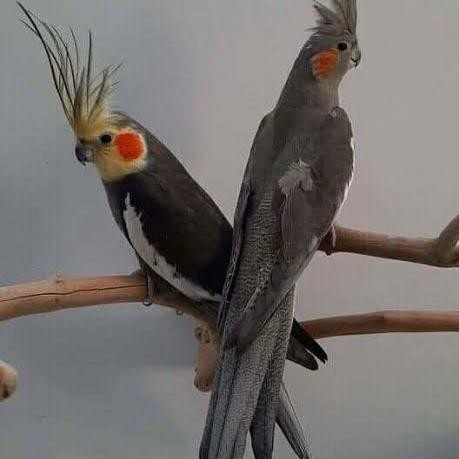 Falk Australia Grey /Falk Garansi Ter Murah