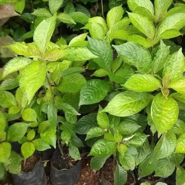 

Daun keji beling daun herbal pecah beling