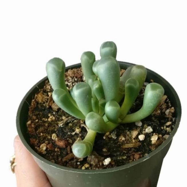 Media Tanam Kaktus dan Sekulen (Geek Farmer)