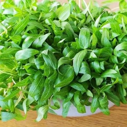 Microgreens Kit Pemula Plus